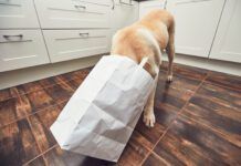 A dog sticks its head into a paper shopping bag looking for items.