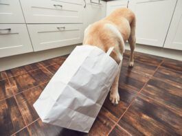 A dog sticks its head into a paper shopping bag looking for items.