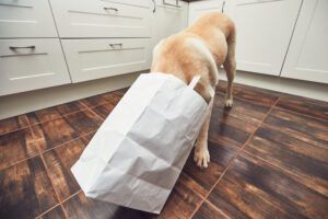 A dog sticks its head into a paper shopping bag looking for items.