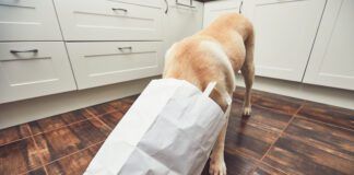 A dog sticks its head into a paper shopping bag looking for items.