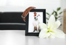 Frame with picture of dog, collar and lily flower on white table indoors, closeup. Pet funeral