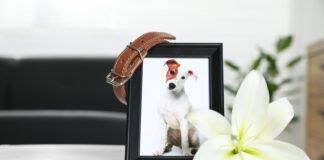 Frame with picture of dog, collar and lily flower on white table indoors, closeup. Pet funeral