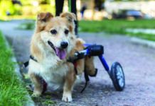 Happy joyful dog while walking in park. Day in the life of dog with disability.