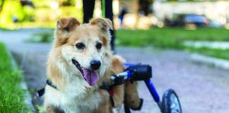 Happy joyful dog while walking in park. Day in the life of dog with disability.