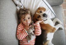 A boy posing with his dog, a beagle
