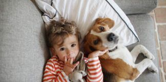 A boy posing with his dog, a beagle