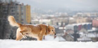 Golden retriever peeing in winter time