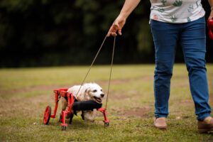 Quadriplegic dog walking on the park with its wheelchair