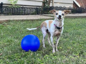 Herding Balls for Dogs - Whole Dog Journal