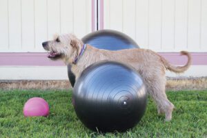 Herding Balls for Dogs - Whole Dog Journal