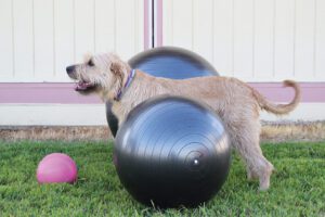 Do I Still Recommend Herding Balls By Jolly Pets? 