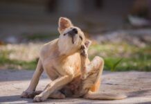 Itching is the number one symptom of allergies in dogs. If your dog has seasonal allergies, think ahead and take action before she starts destroying her skin in a vain effort to relieve the itch! Photo by photo-vista.de, Getty Images