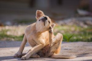 Itching is the number one symptom of allergies in dogs. If your dog has seasonal allergies, think ahead and take action before she starts destroying her skin in a vain effort to relieve the itch! Photo by photo-vista.de, Getty Images