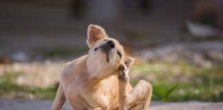 Itching is the number one symptom of allergies in dogs. If your dog has seasonal allergies, think ahead and take action before she starts destroying her skin in a vain effort to relieve the itch! Photo by photo-vista.de, Getty Images