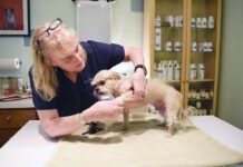 A vet examines a small dog for health issues.