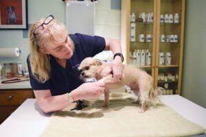 A vet examines a small dog for health issues.
