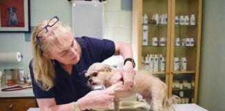 A vet examines a small dog for health issues.