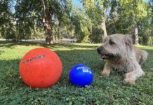 Herding balls for dogs are virtually indestructible and let dogs exercise their instincts.