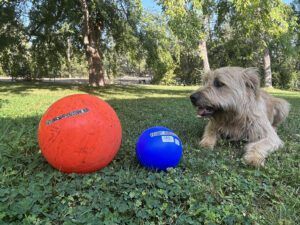 dog with balls