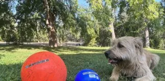 Herding balls for dogs are virtually indestructible and let dogs exercise their instincts.