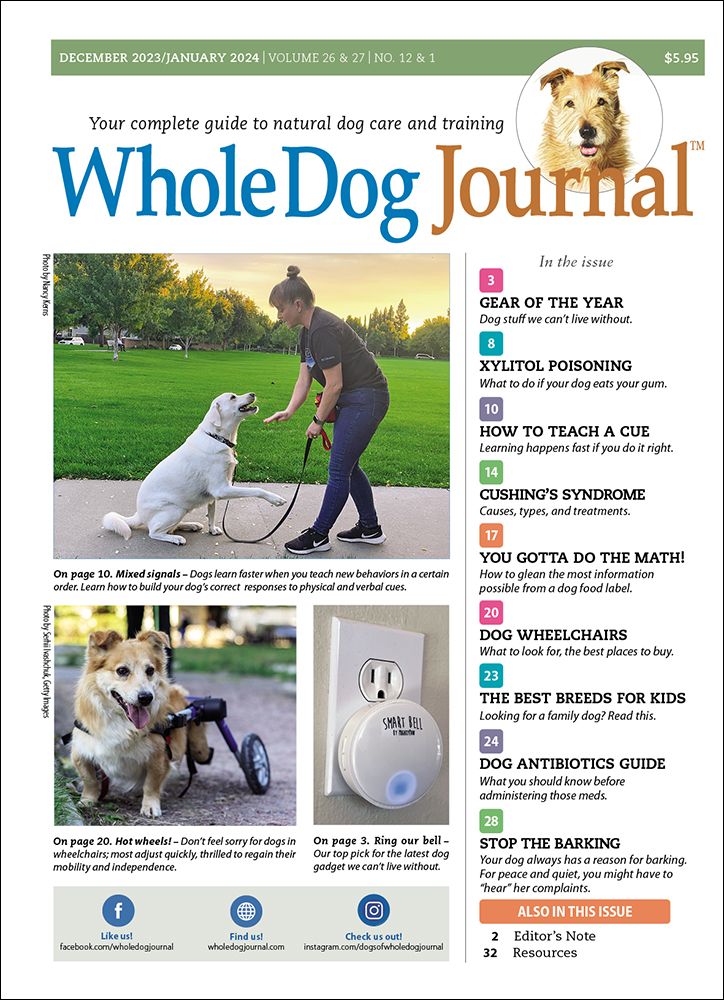 All About Elevated Dog Bowls - Whole Dog Journal