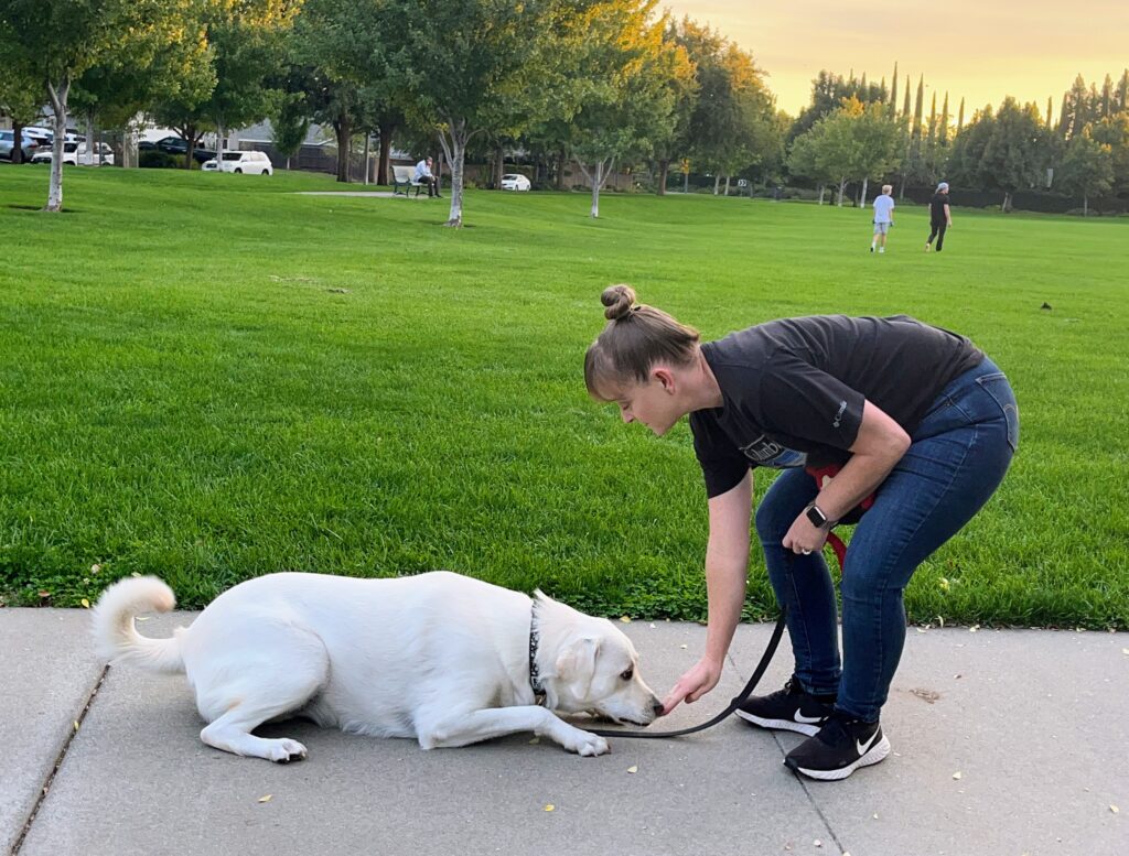 A woman uses a lure to bring her dog flat to the ground as part of teaching the dog a cue.
