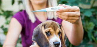 Adorable sick beagle puppy cuddling with female owner