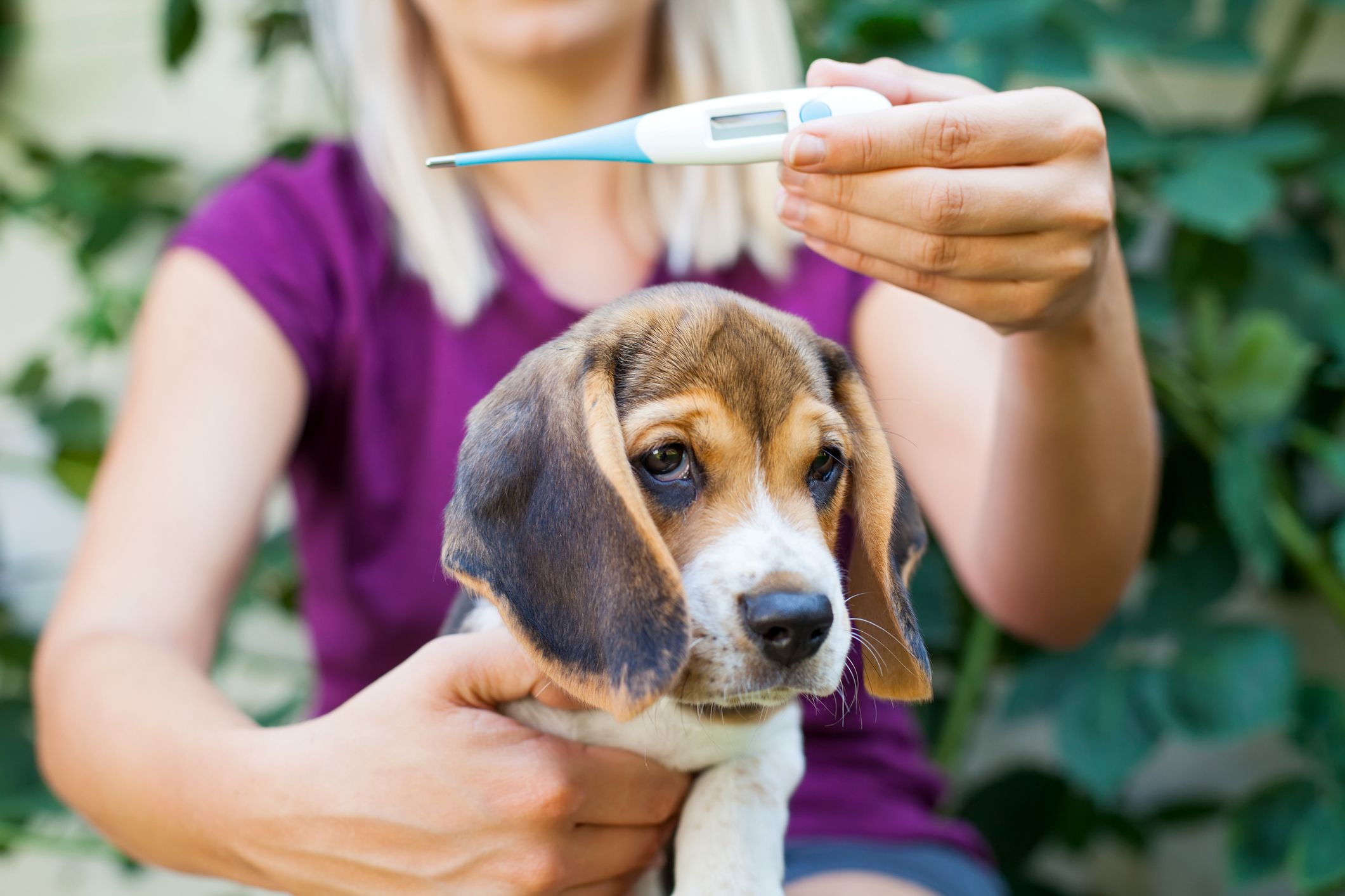 Home Remedies for a Dog Cough or Cold Whole Dog Journal