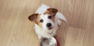 Hungry dog food with a red empty bowl. High angle view.