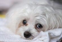 Cute Maltese puppy dog close up head-shot of the eye detail with typical tear staining around the eye.