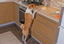 Pancreatitis in dogs can be caused by the ingestion of high fat foods like butter.