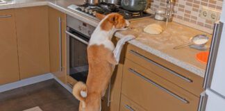 Pancreatitis in dogs can be caused by the ingestion of high fat foods like butter.
