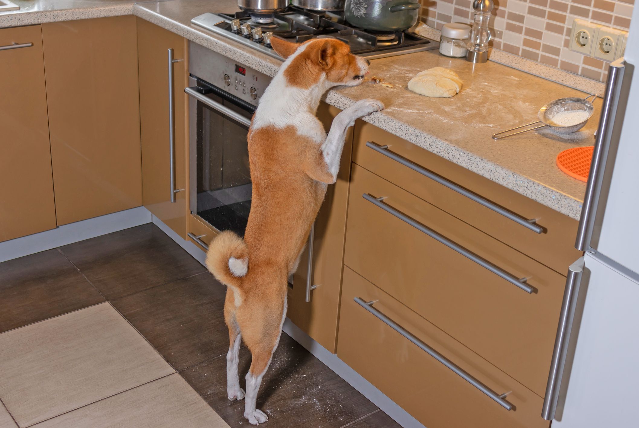 Symptoms of Pancreatitis in Dogs and Treatment Whole Dog Journal