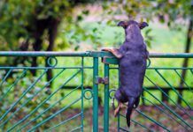 Dog jumpimg over the fence or net. Dog exercise. Spring day