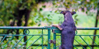 Dog jumpimg over the fence or net. Dog exercise. Spring day