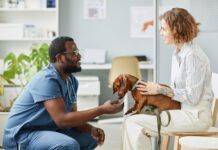 Happy young pet owner consulting with African-American male veterinarian in blue medical scrubs sitting on squats in front of her