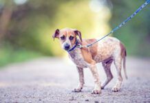 An anxious mixed breed rescue dog on a blue leash looks guardedly at the camera.