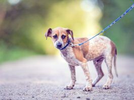 An anxious mixed breed rescue dog on a blue leash looks guardedly at the camera.