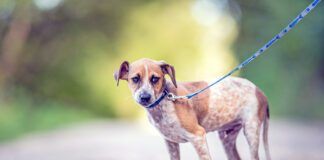 An anxious mixed breed rescue dog on a blue leash looks guardedly at the camera.