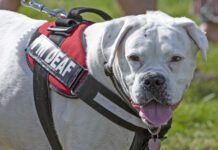 A large white dog in harness marked deaf dog pants.