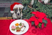 A cute dog waiting for Santa with home made cookies.