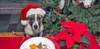 A cute dog waiting for Santa with home made cookies.