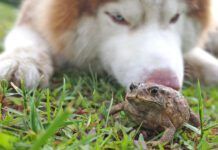 Toad Swell on The Lawn After Meeting Siberian Husky