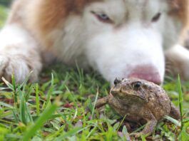 Toad Swell on The Lawn After Meeting Siberian Husky