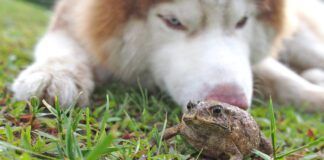 Toad Swell on The Lawn After Meeting Siberian Husky