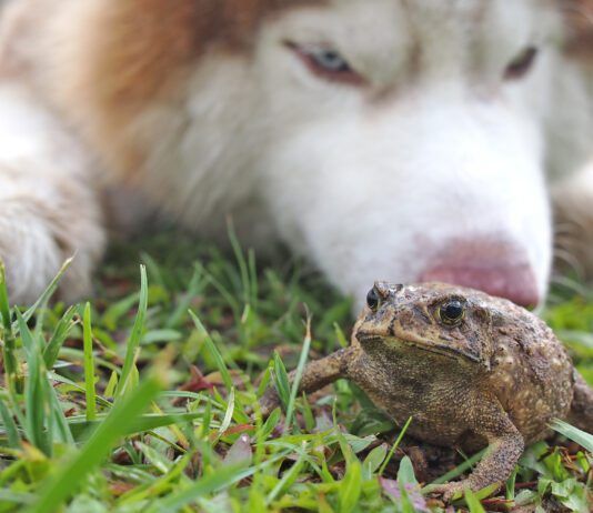 Toad Swell on The Lawn After Meeting Siberian Husky