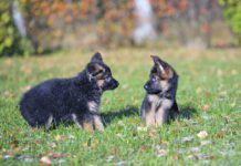 Two puppies interacting, one looks curious while the other looks surprised.