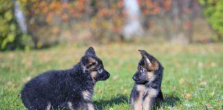 Two puppies interacting, one looks curious while the other looks surprised.