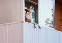 Brown and white boxer dog leaning on balcony as if he's looking outside, barking or howling