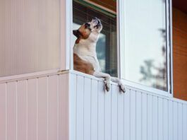 Brown and white boxer dog leaning on balcony as if he's looking outside, barking or howling